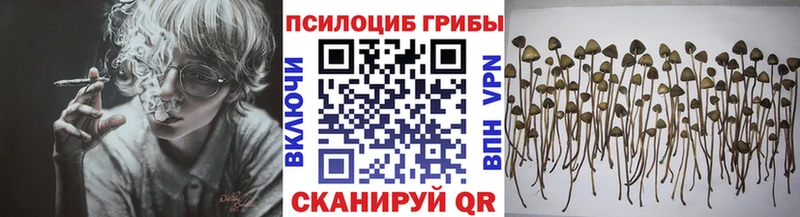 Псилоцибиновые грибы Psilocybe Жердевка